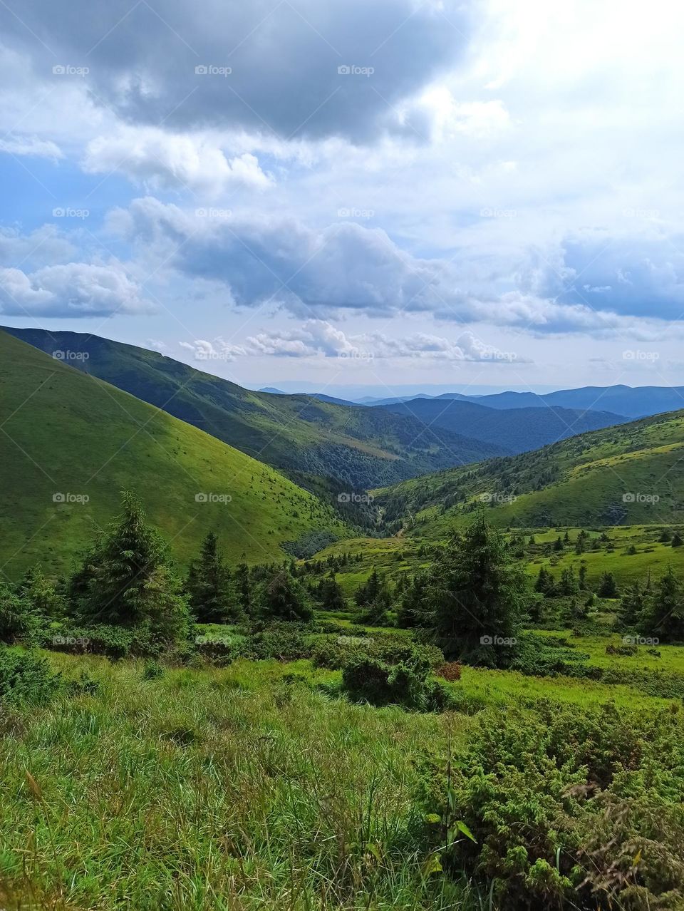 Your favourite travel destination
My beloved Carpathians. Green flower meadows. Cows with bells around their necks. Unforgettable trip across Ukraine. Mountains Dragobrat. Magnificent nature.