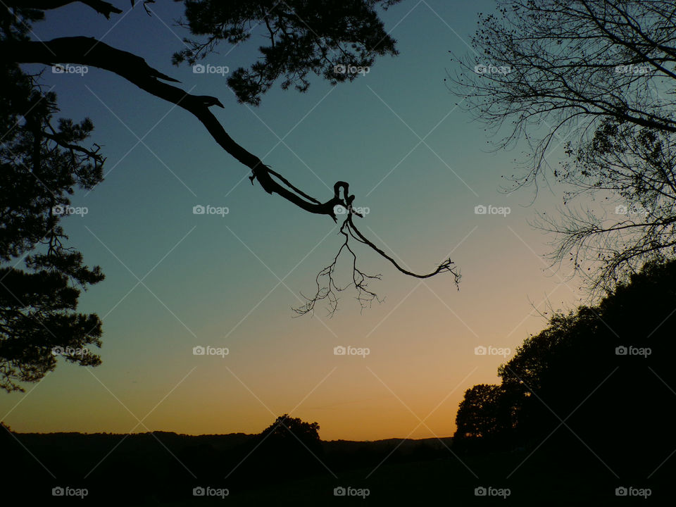 Twisted branch at sunset, England