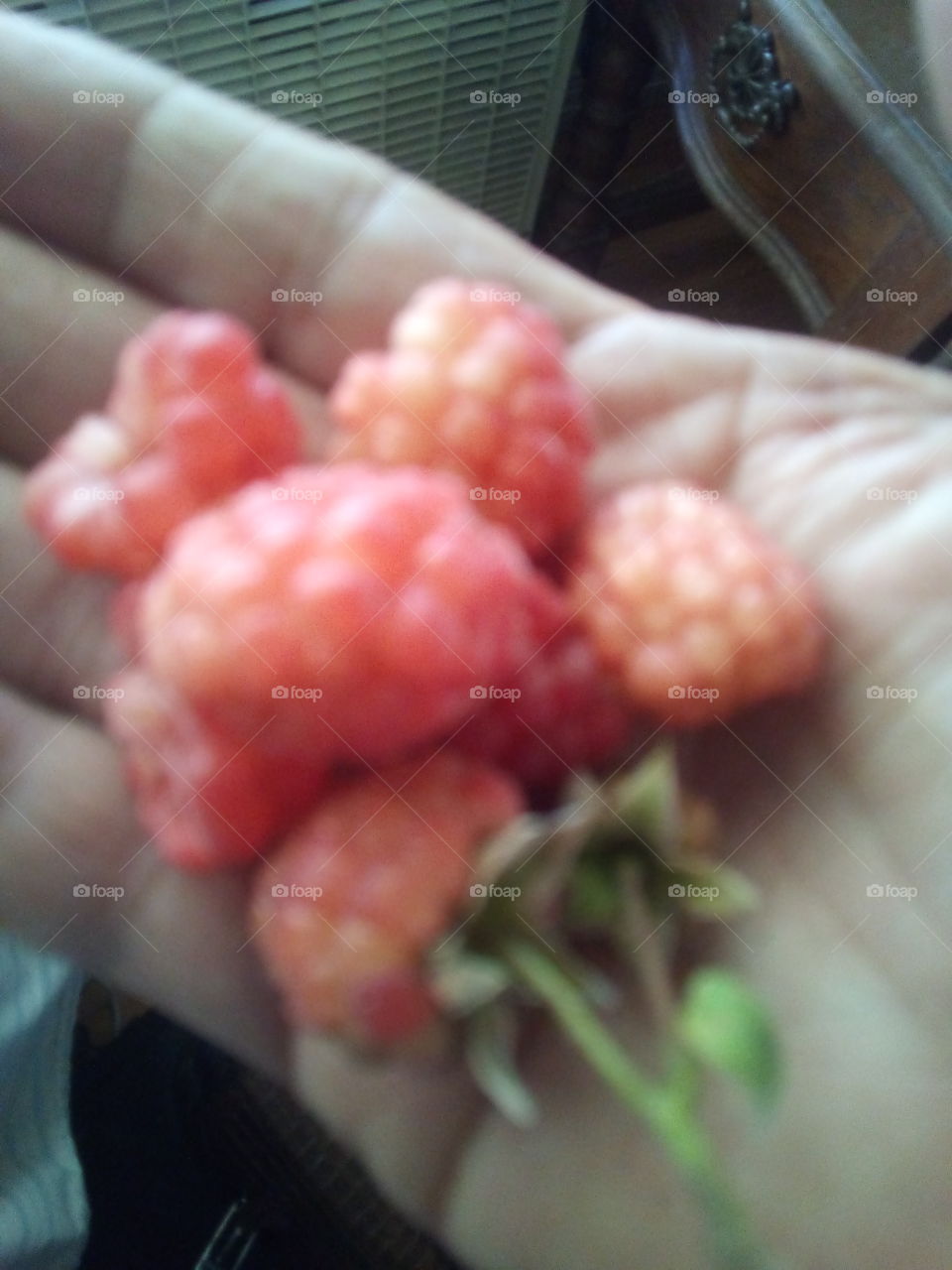 first harvest of the season, I don't know what I'll do with all this, I think I have to much!