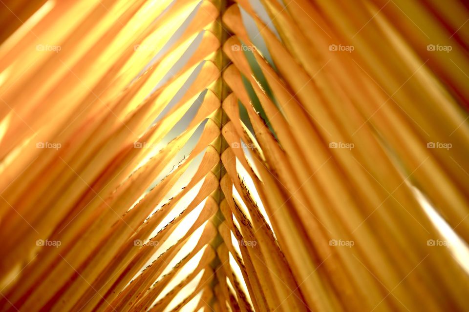 Yellow palm leaf