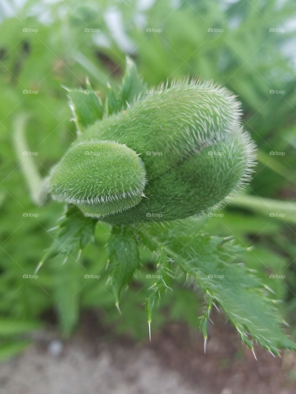poppy bud about to bloom