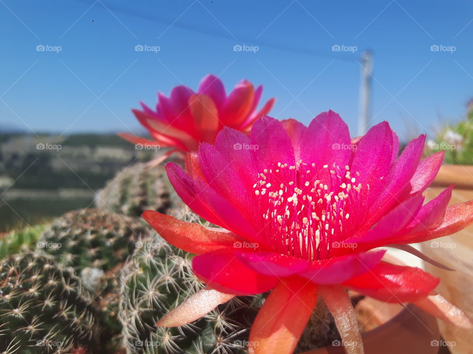 cacti flowers