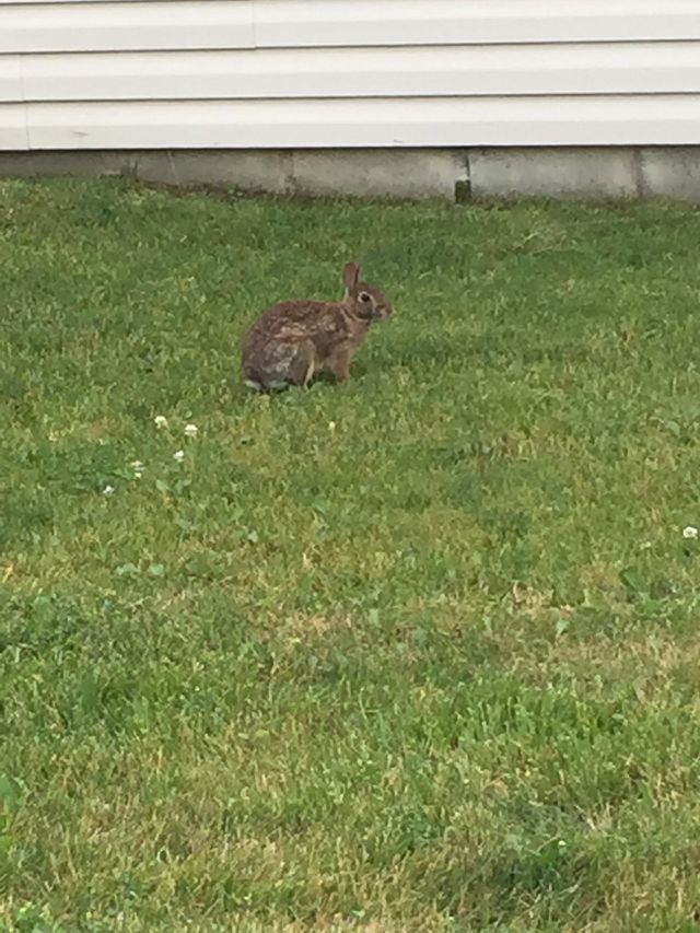 Bunny In The Grass. A brown bunny sitting in the grass.