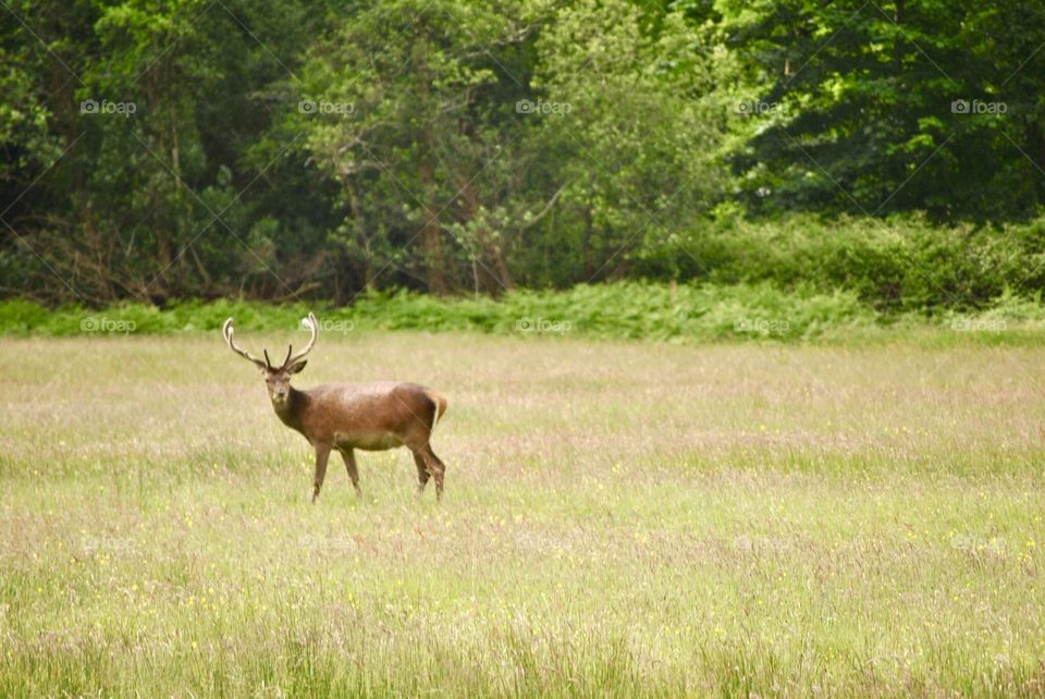 Buck in park