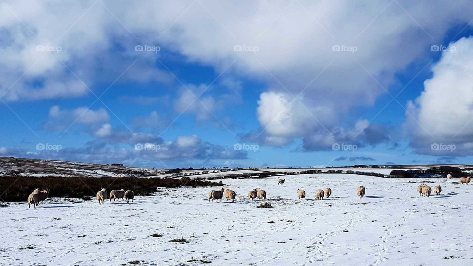 sheeps feeding in the snow