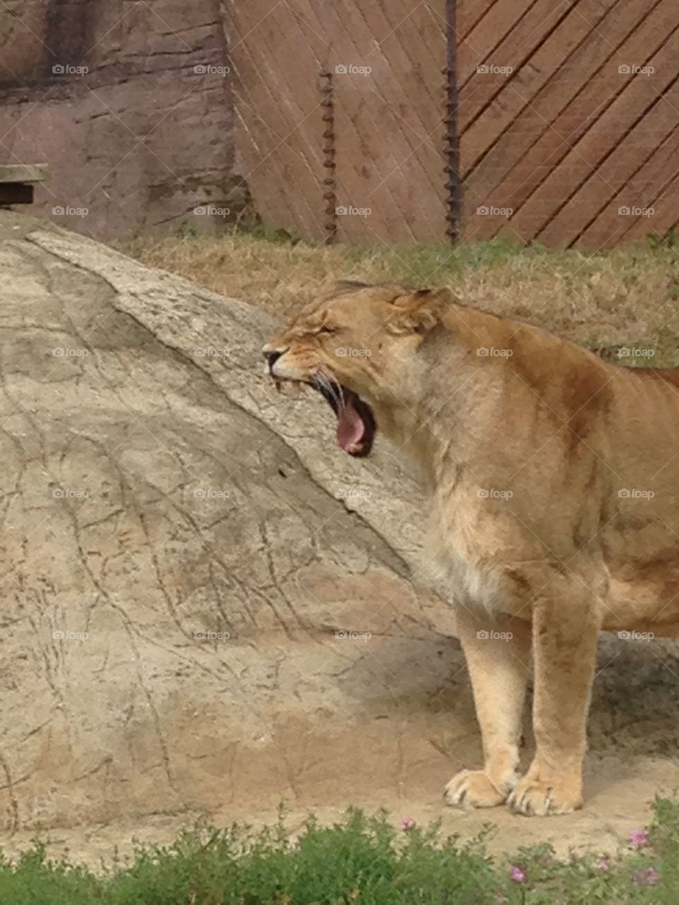 Lion roaring at a zoo