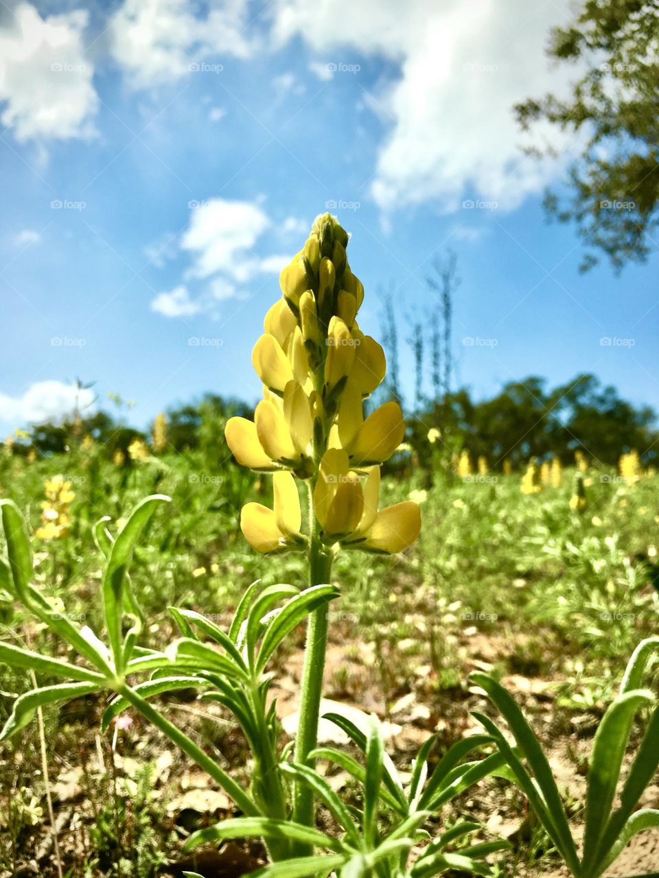 Beautiful yellow flower 