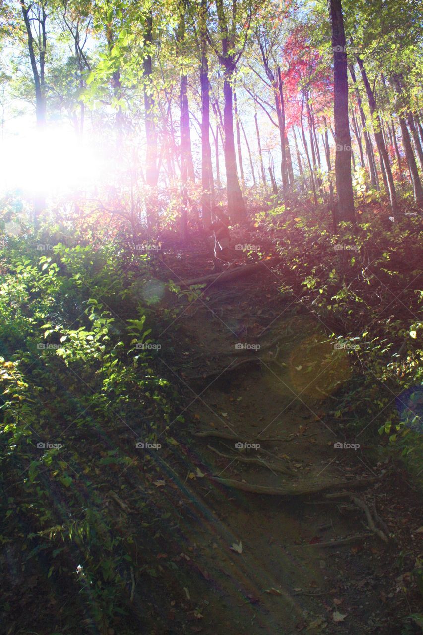 Path through the forest