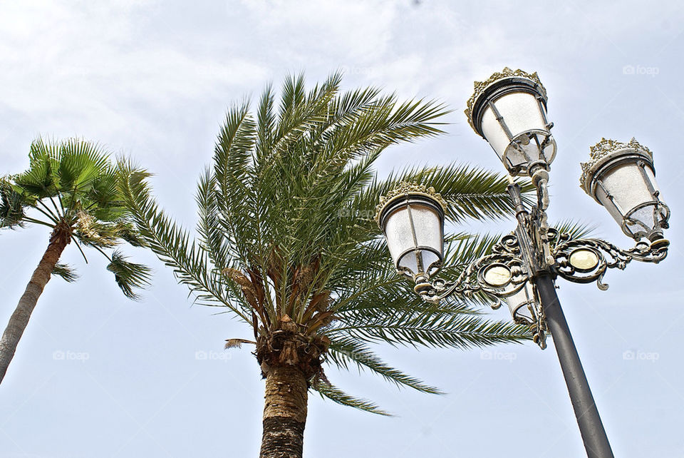 beach sky summer palm by lgt41
