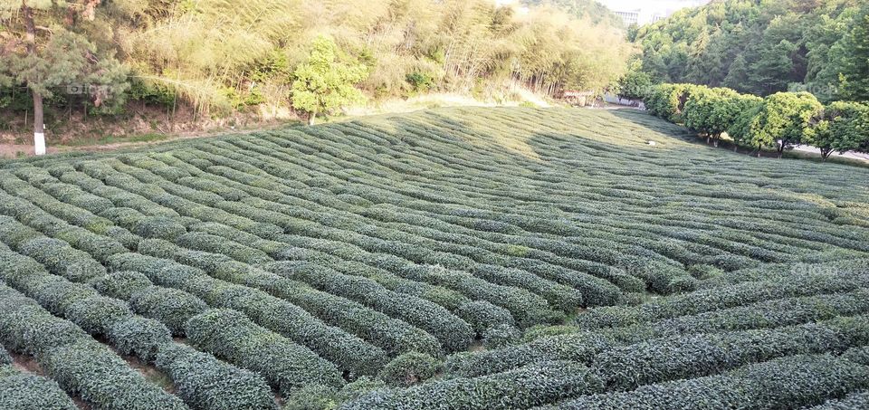 Tea plantation