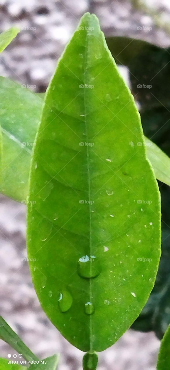 Beautiful droplets on green leaves.