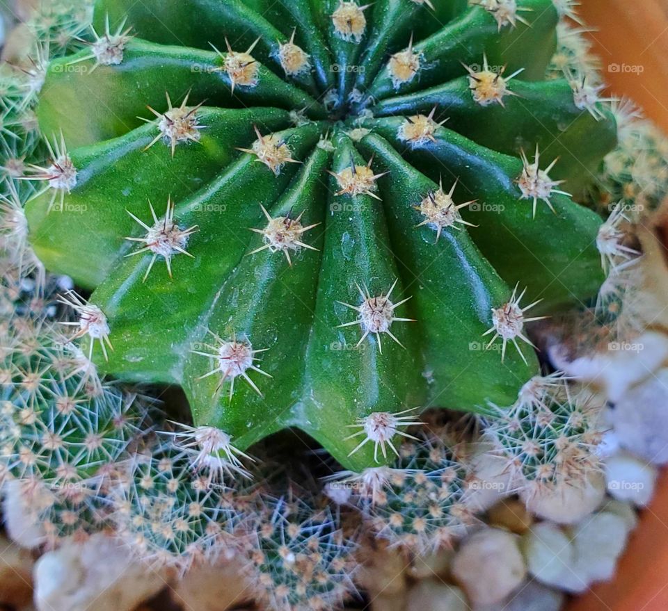 cactus