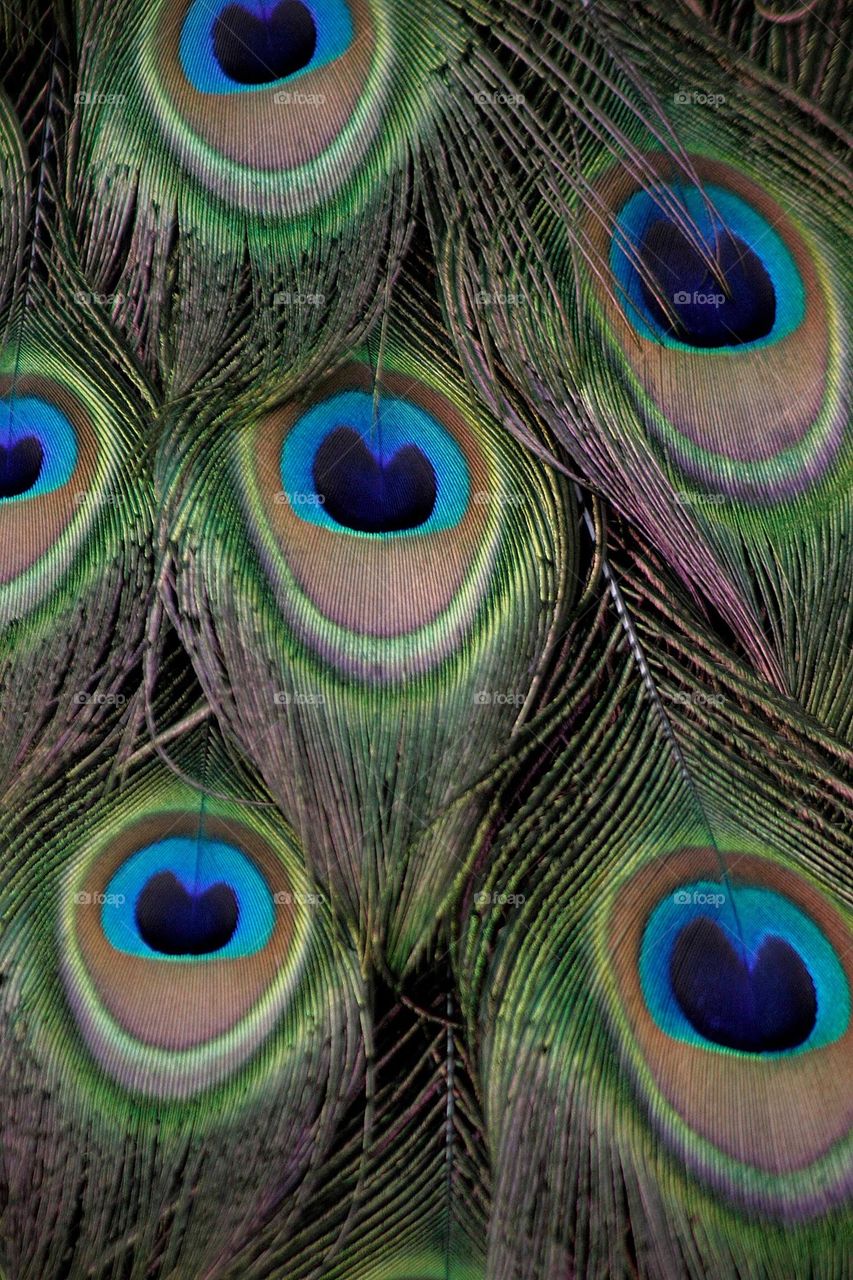 Full frame shot of peacock feather