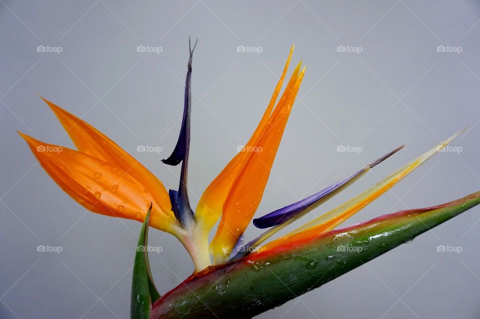Bird of paradise 