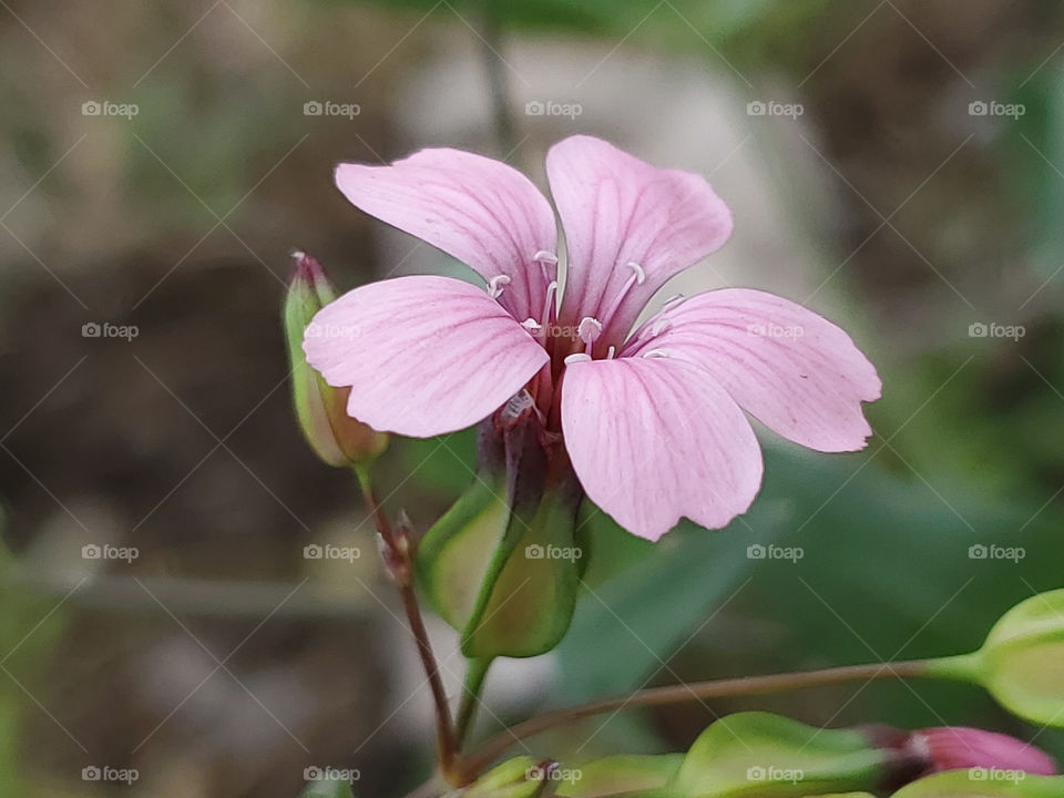 Closeup of a beautiful pink North American wildflower