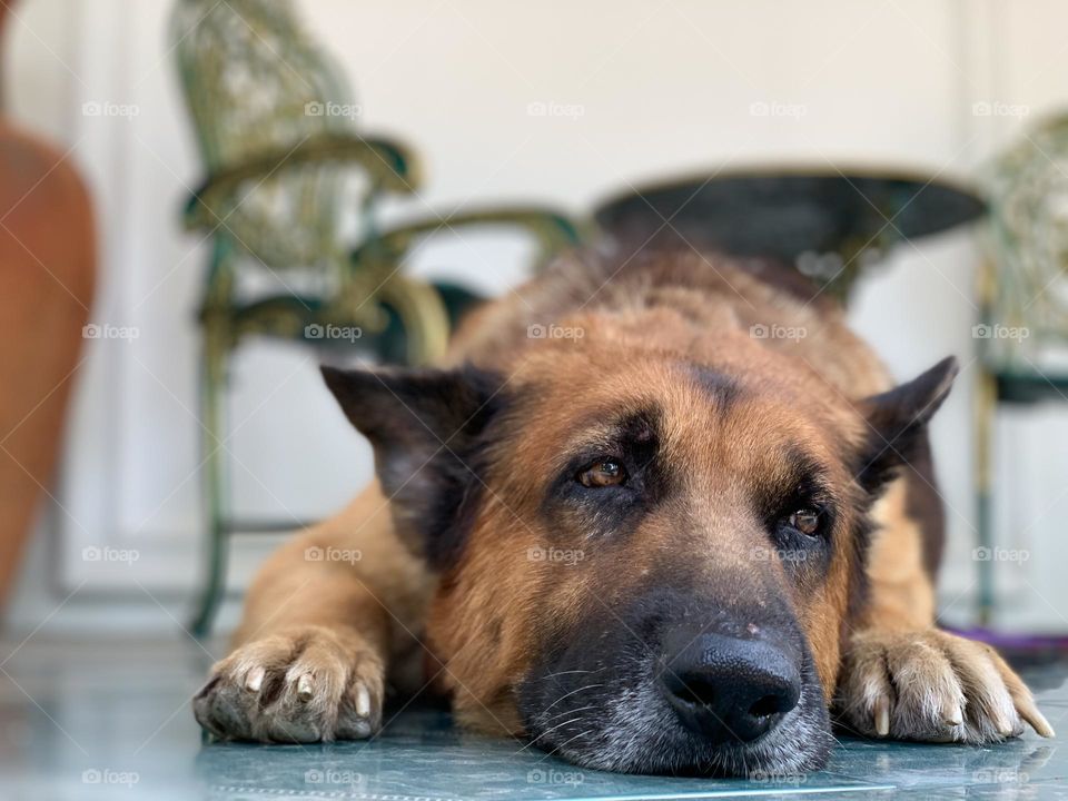 Dog knows how to act no.2