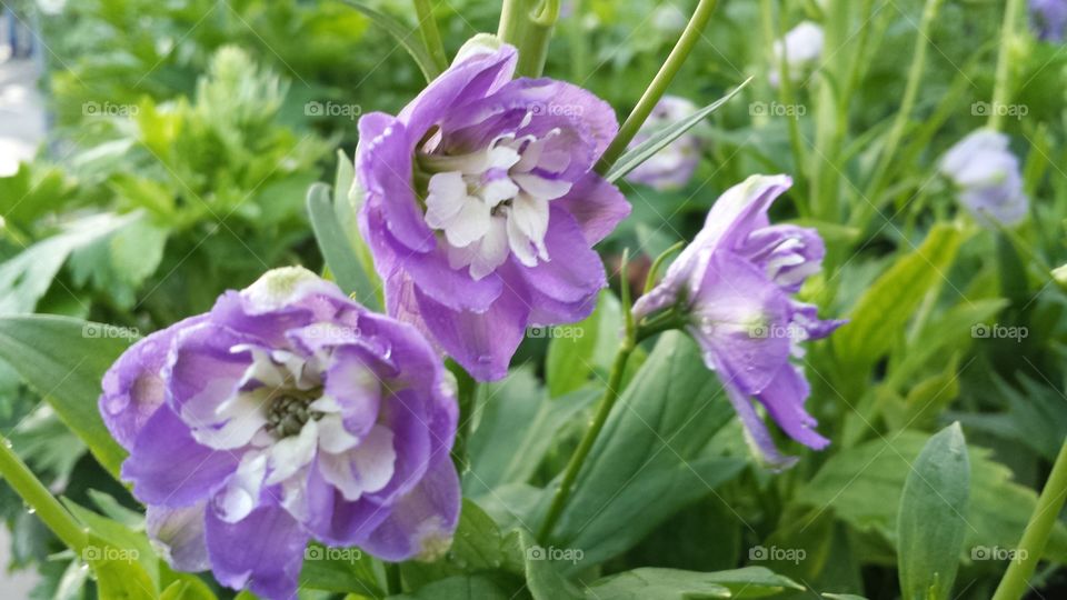 Aurora Light Purple Delpinium. summer flowers