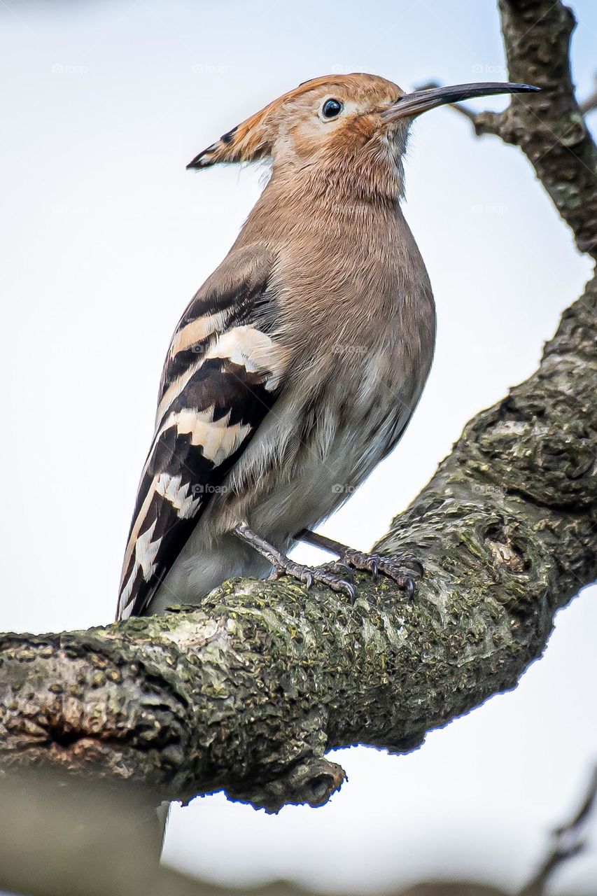 Beautiful and cute bird