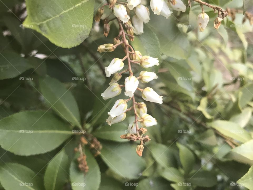 Andromeda blossoms