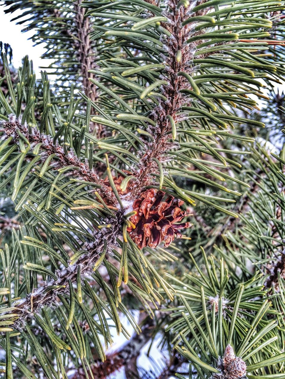 Winterized pine tree