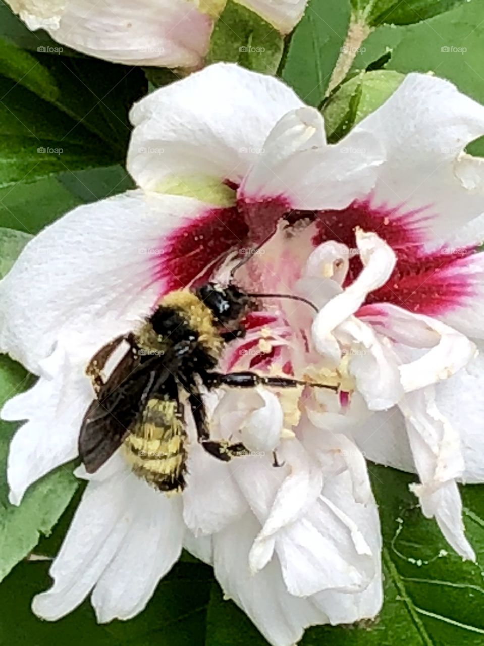 Pollen-laden, swiftly searching through the double petals, hungers runs the race of summer life. 