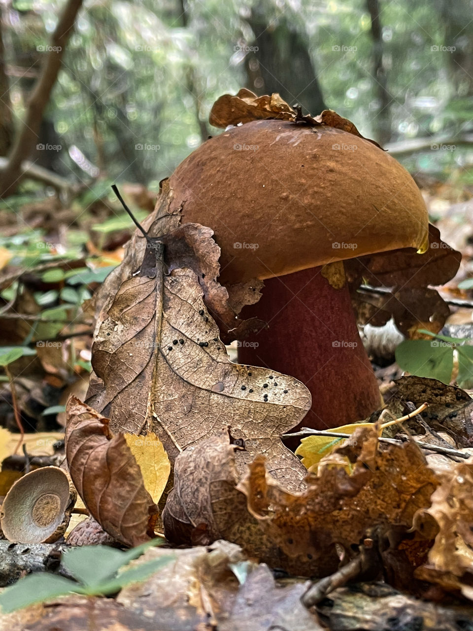 Mushrooms in autumn forest in sunny day