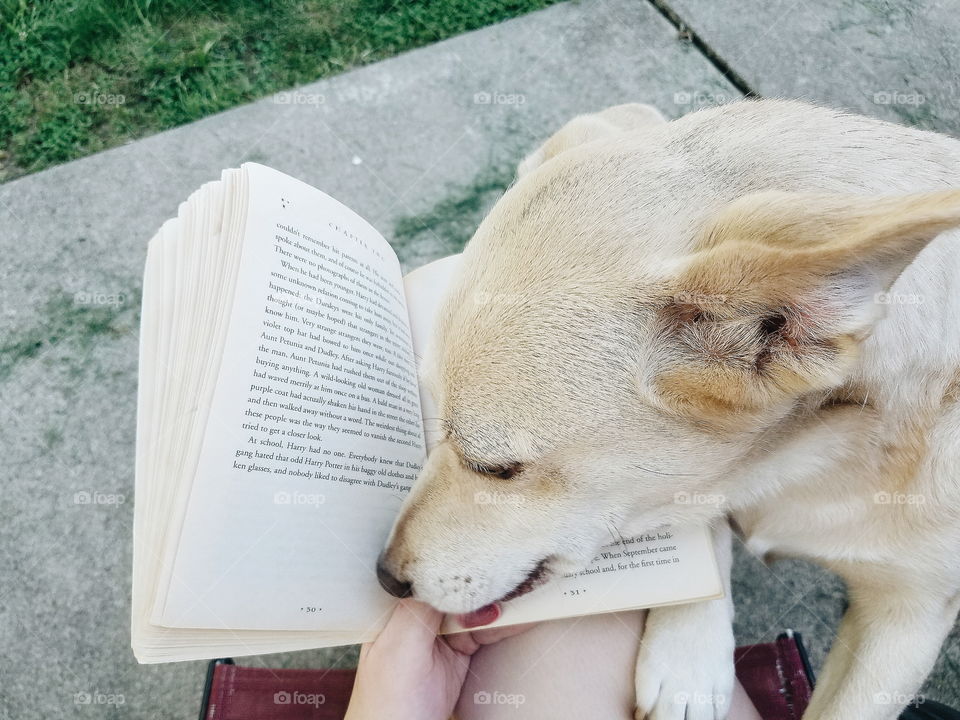 A gorgeous golden pup with good "taste" in literature - apparently she is a big fan of Harry Potter!