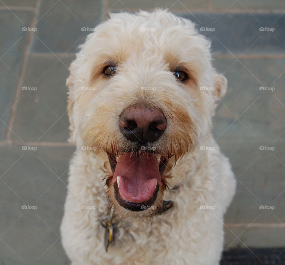 Golden Doodle