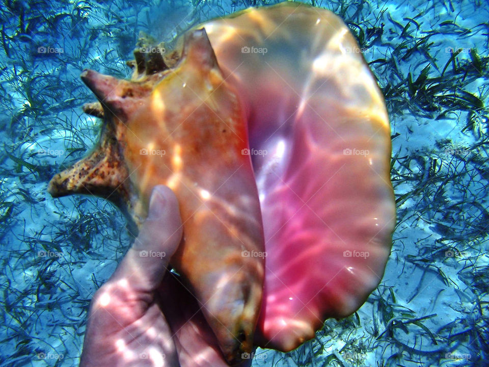 Conch