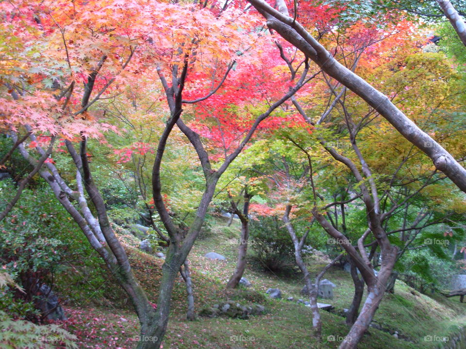 Fukuchiyama foliage

