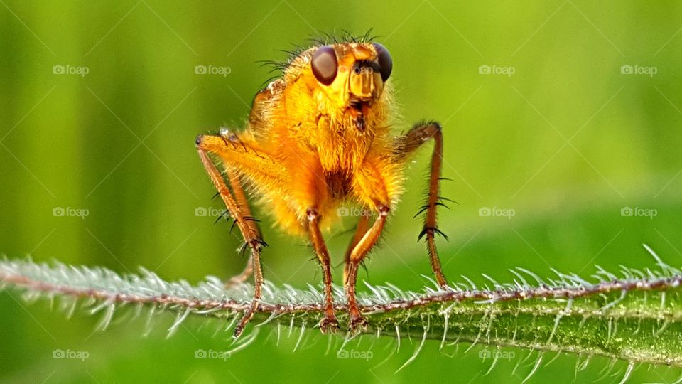 Yellow insect sitting on the stalk.