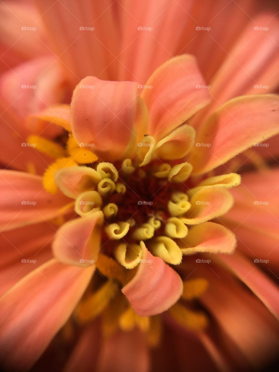 Salmon colored center closeup