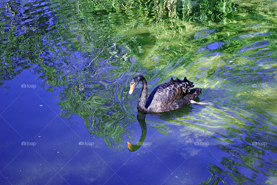 black pond lake swan by sher4492000