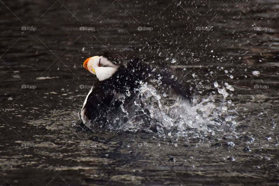 Alaska Puffin