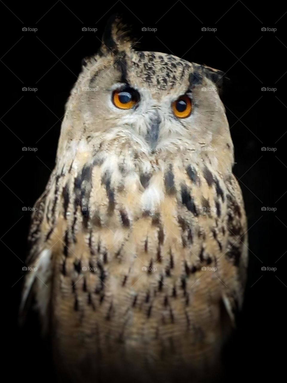 owl