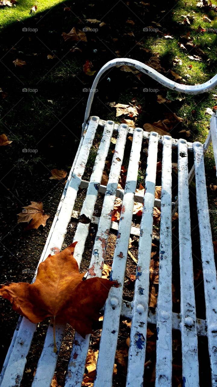 bench/ Autumn/