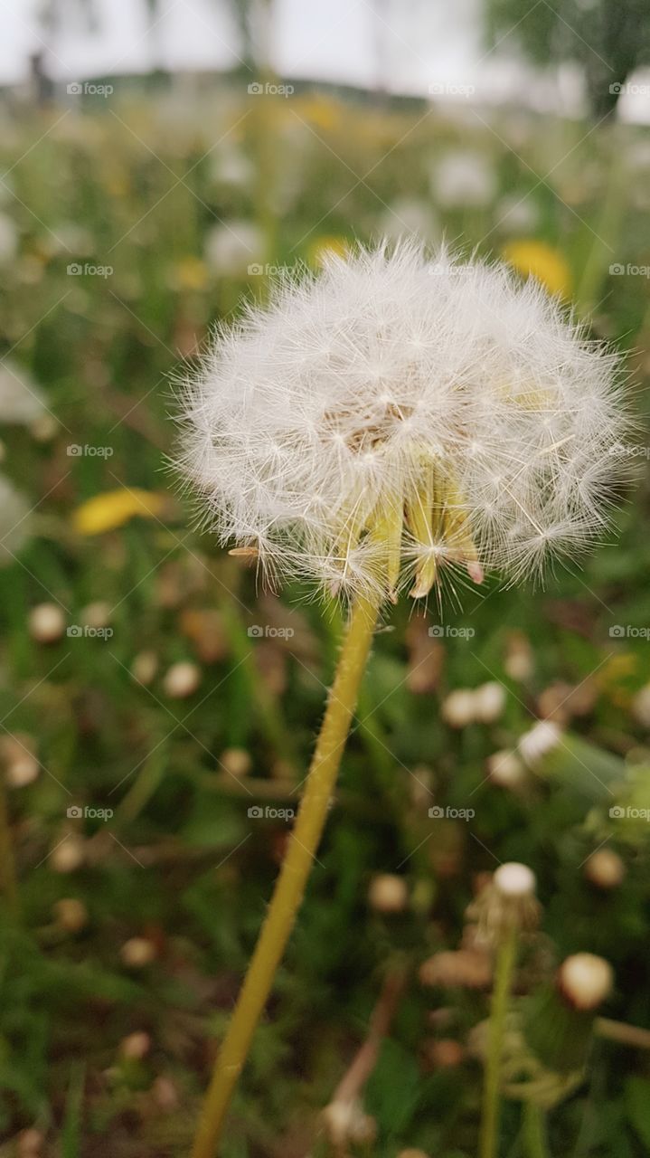 dandelion