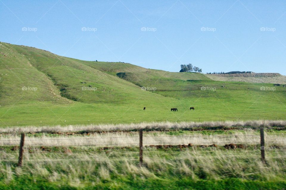 Pasture 