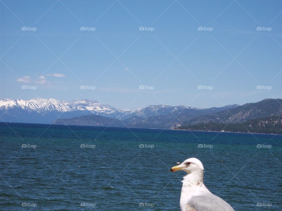 Seagull looking over Lake Tahoe