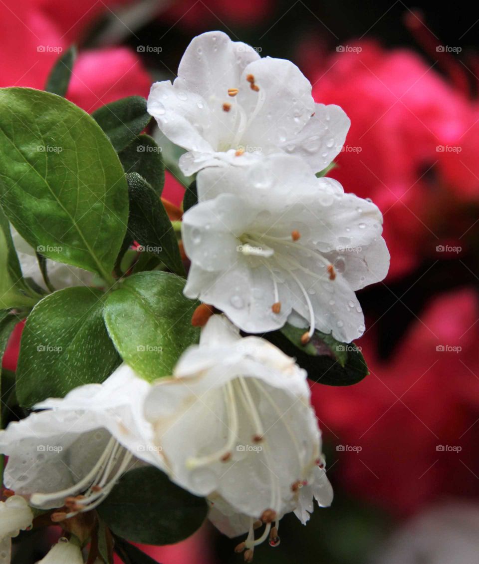 red and white flowerd