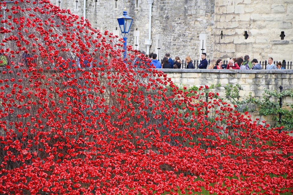 Red flowers