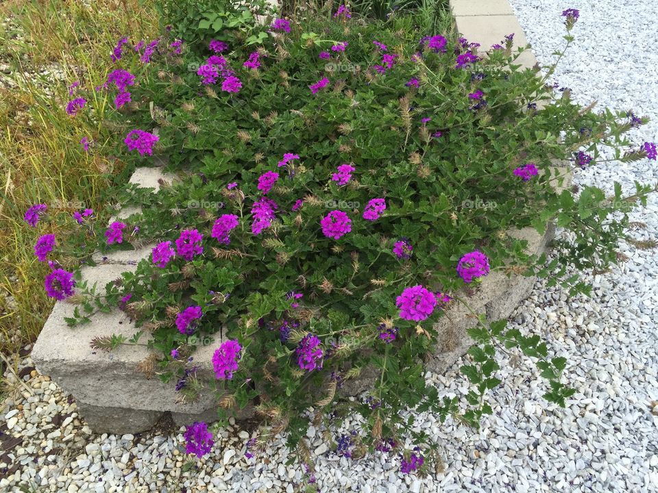 Beach garden