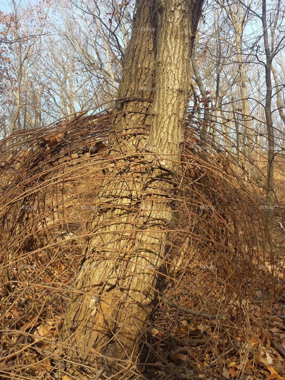 monkey mountain views