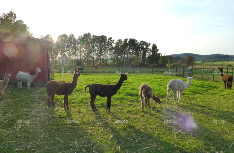 Alpacas