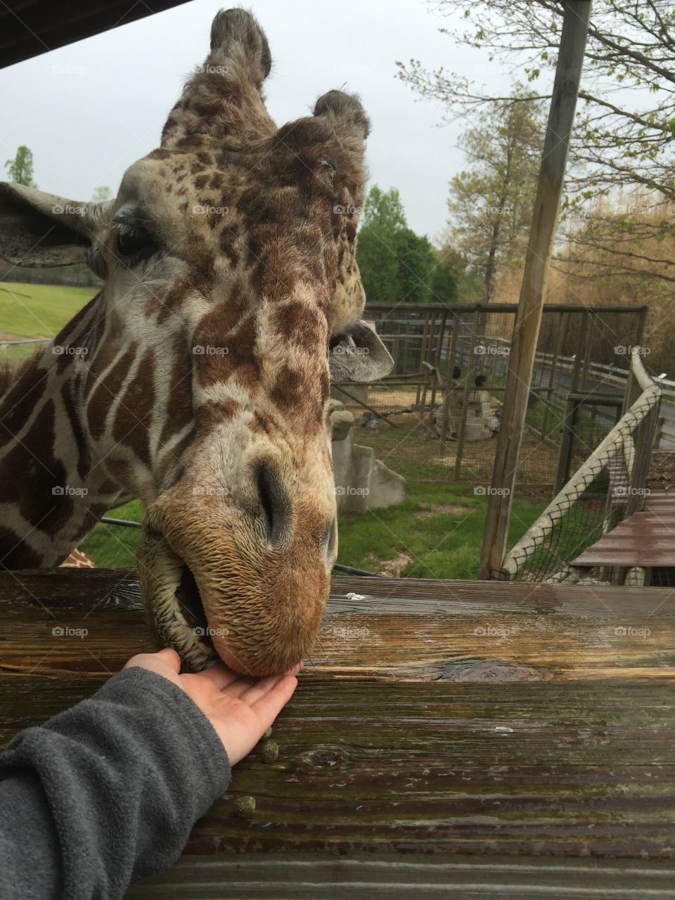 Feeding the giraffes at Metro Richmond Zoo 