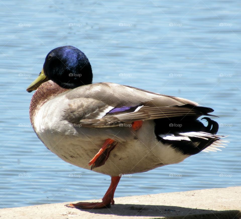 Duck balancing on one leg on path next to lake