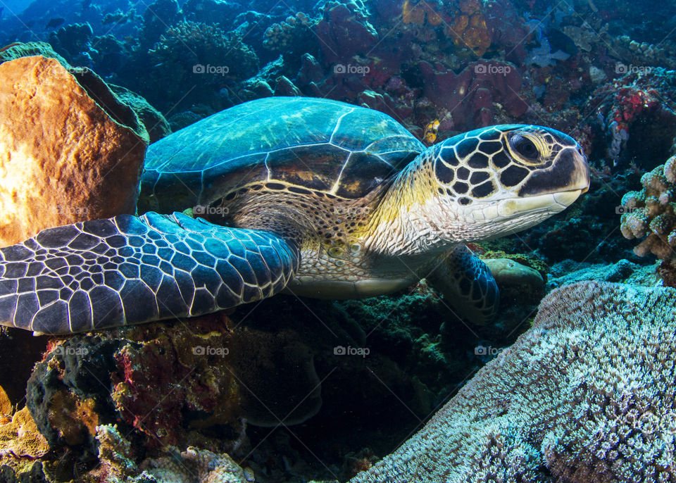 Underwater pictures around the world