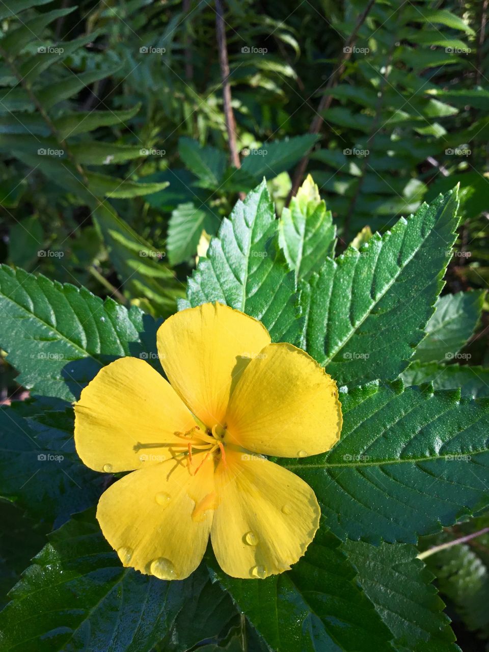 Raindrops and sunshine 