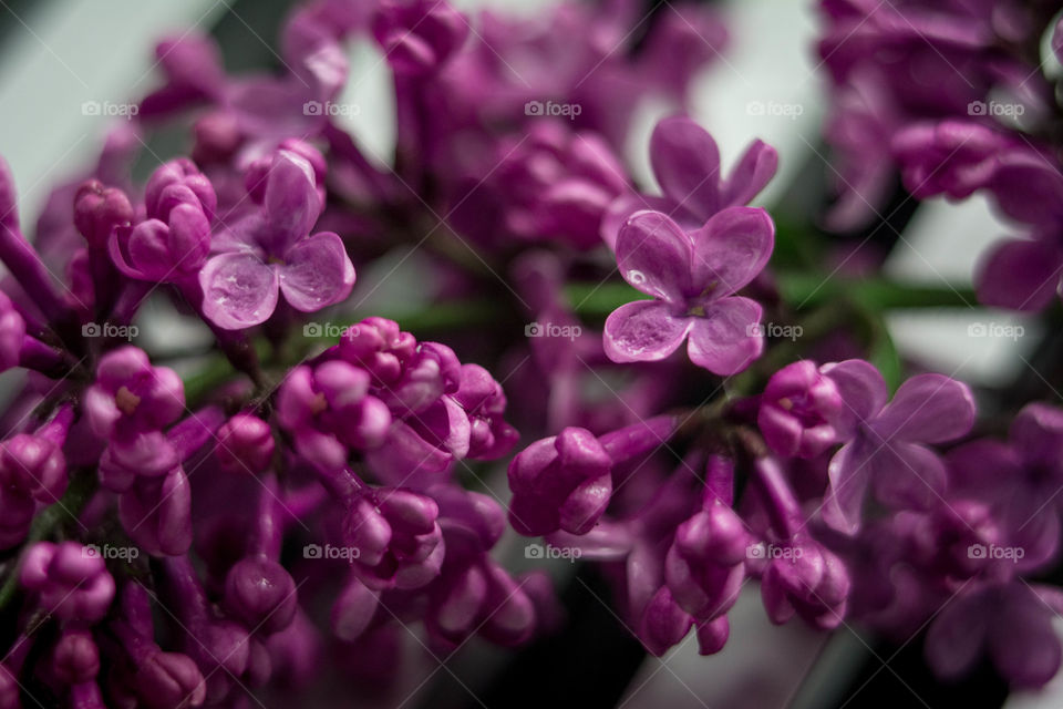 Close-up of lilac flower