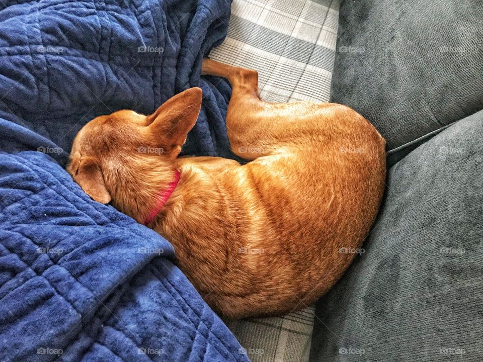 My cuddly baby.. loves to curl up with daddy